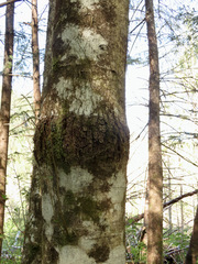 Didymosphaeria oregonensis