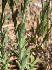 Erigeron petrophilus