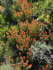 Castilleja angustifolia