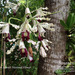 Banana Orchid - Photo (c) 101164065346884869793, some rights reserved (CC BY-NC), uploaded by 101164065346884869793