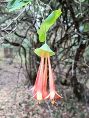 Lonicera pilosa