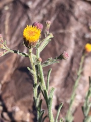 Erigeron petrophilus