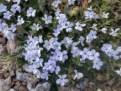 Phlox condensata