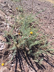 Erigeron petrophilus
