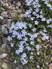 Phlox condensata