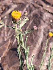 Erigeron petrophilus
