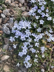 Phlox condensata