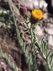Erigeron petrophilus