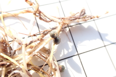 Halodule uninervis