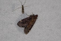 Hypsopygia intermedialis