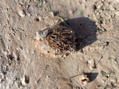 Spatangoida