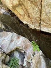 Primula utahensis
