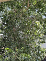 Ficus religiosa
