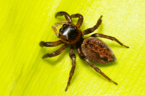 Adanson's House Jumper