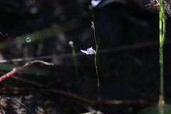 Utricularia geoffrayi