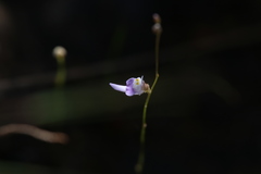 Utricularia geoffrayi
