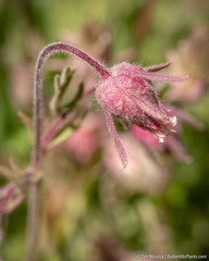 Geum triflorum ciliatum