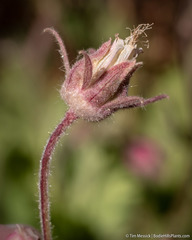 Geum triflorum ciliatum