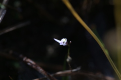 Utricularia geoffrayi
