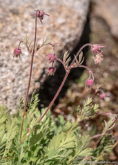 Geum triflorum ciliatum
