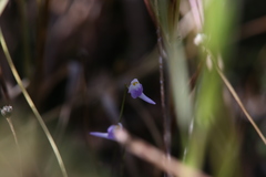 Utricularia geoffrayi