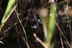 Utricularia geoffrayi