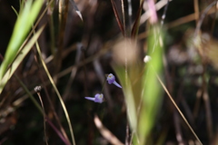 Utricularia geoffrayi