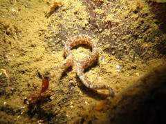 Pholis clemensi