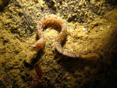 Pholis clemensi