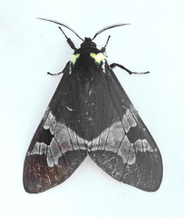 Dysschema panamensis