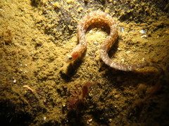 Pholis clemensi