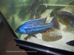 Nimbochromis fuscotaeniatus