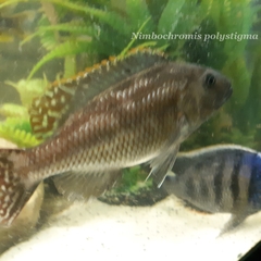 Nimbochromis polystigma