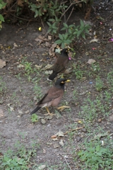 Acridotheres tristis