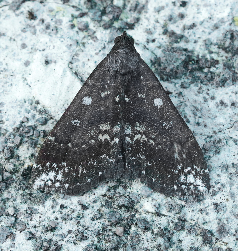 Bleptina infausta