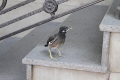 Acridotheres tristis