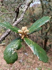 Quercus sideroxyla