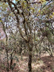 Quercus sideroxyla