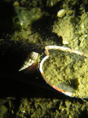 Epitoniidae
