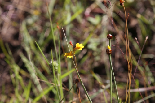 Image of Utricularia chrysantha by (c) Hugo Innes, some rights reserved (CC BY)