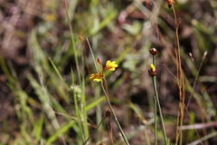 Utricularia chrysantha