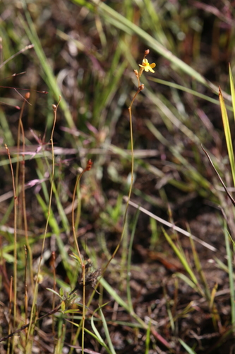 Image of Utricularia chrysantha by (c) Hugo Innes, some rights reserved (CC BY)