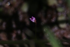 Utricularia minutissima