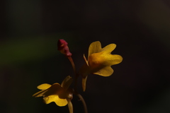 Utricularia chrysantha