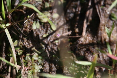 Utricularia minutissima