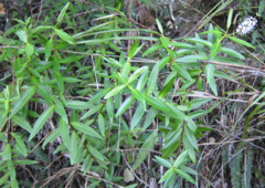 Veronica ligustrifolia