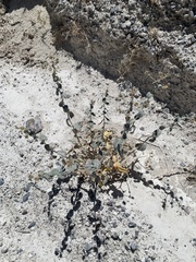 Mentzelia leucophylla