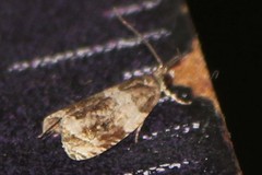 Olethreutes fasciatana