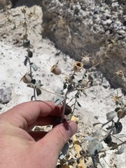 Mentzelia leucophylla