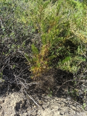 Eriodictyon capitatum